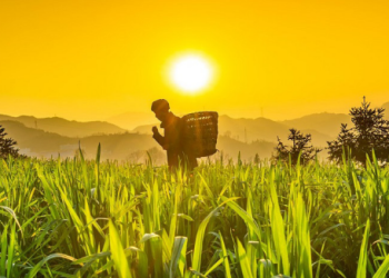 Challenges and opportunities in Pakistan’s agriculture