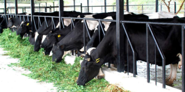 Dairy reform for a stronger Pakistan