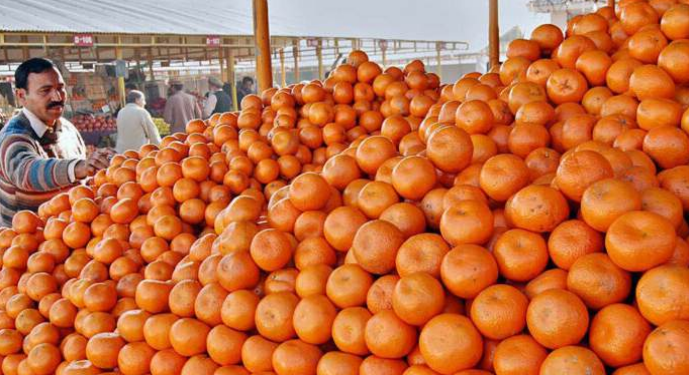 Sargodha’s citrus crisis: a battle to reclaim the ‘California of Pakistan’